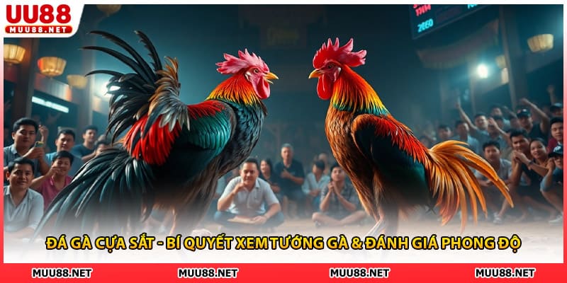 Đá Gà Cựa Sắt - Bí Quyết Xem Tướng Gà & Đánh Giá Phong Độ