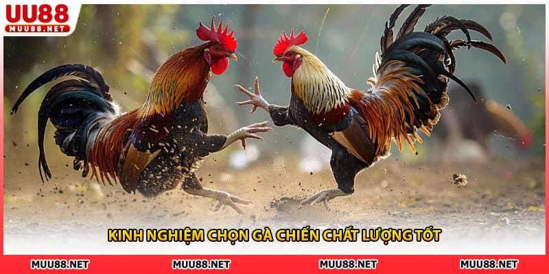 Kinh nghiệm chọn gà chiến chất lượng tốt