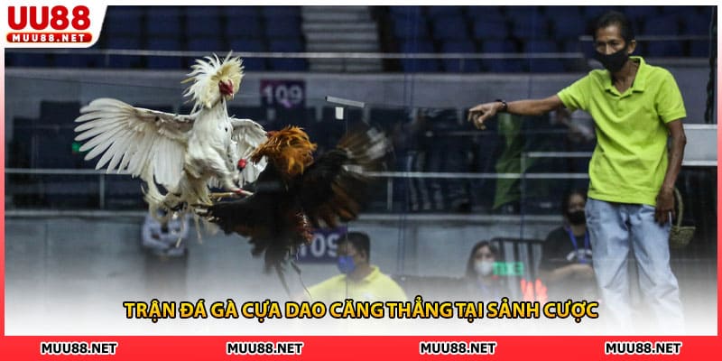 Trận đá gà cựa dao căng thẳng tại sảnh cược